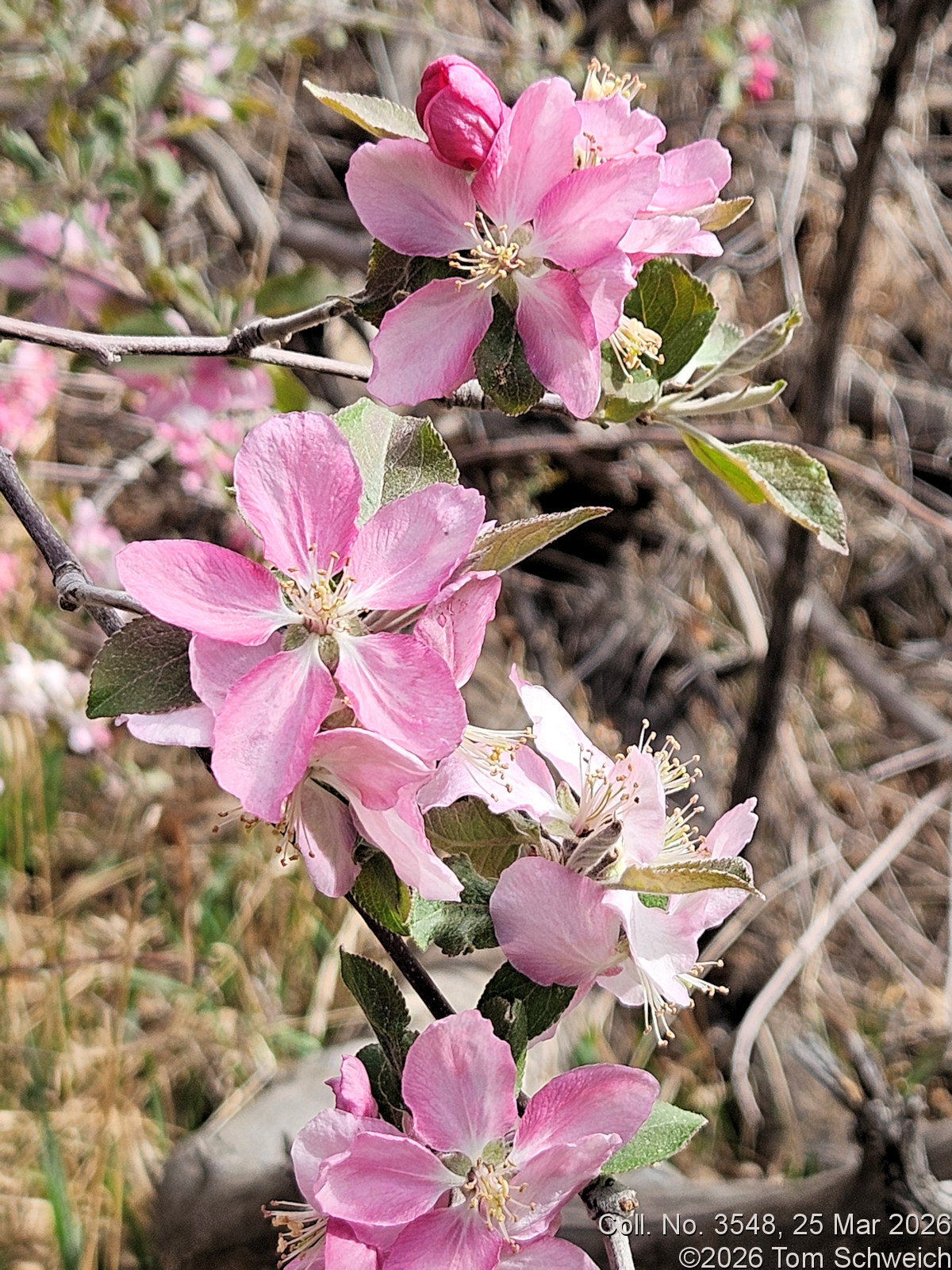 Rosaceae, Malus domestica