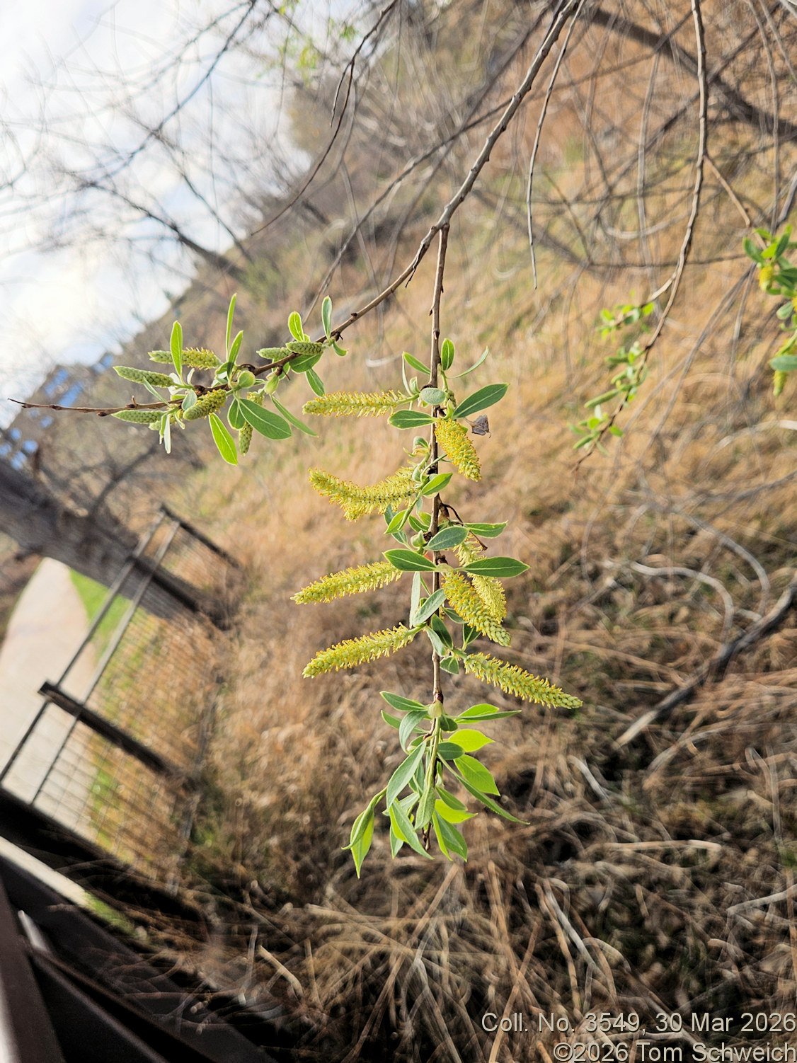 Salicaceae, Salix irrorata