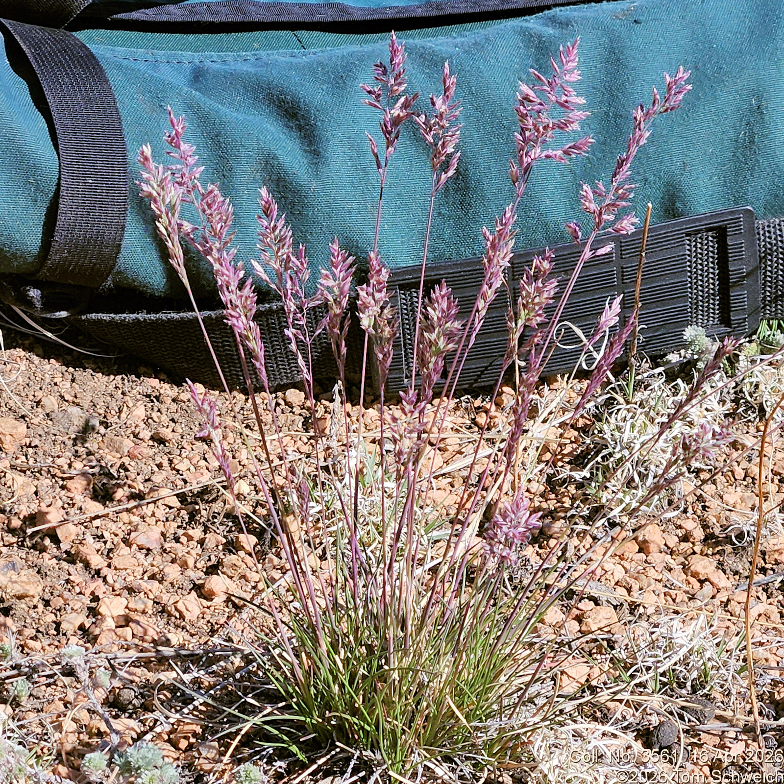 Poaceae