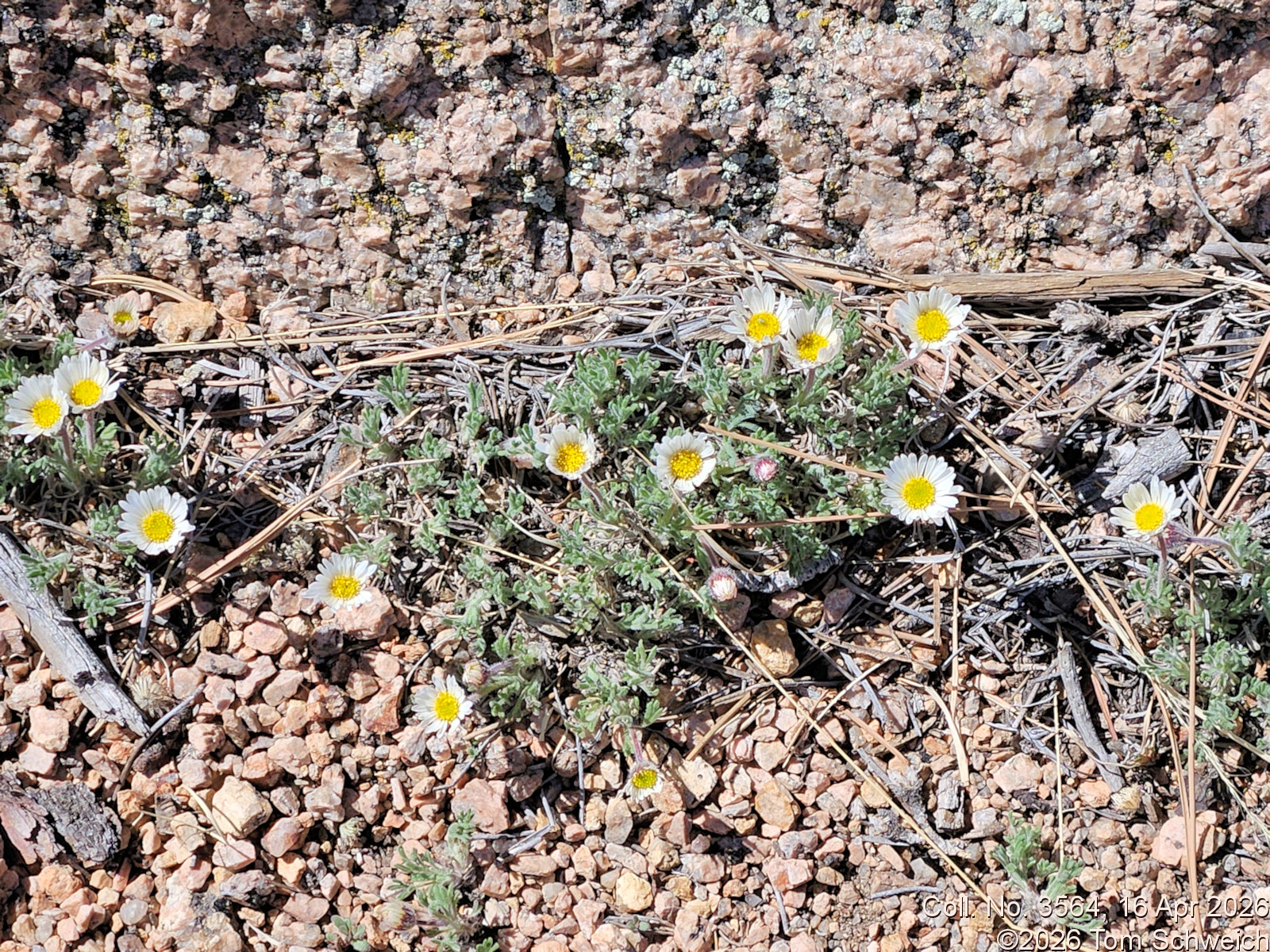 Asteraceae, Erigeron compositus