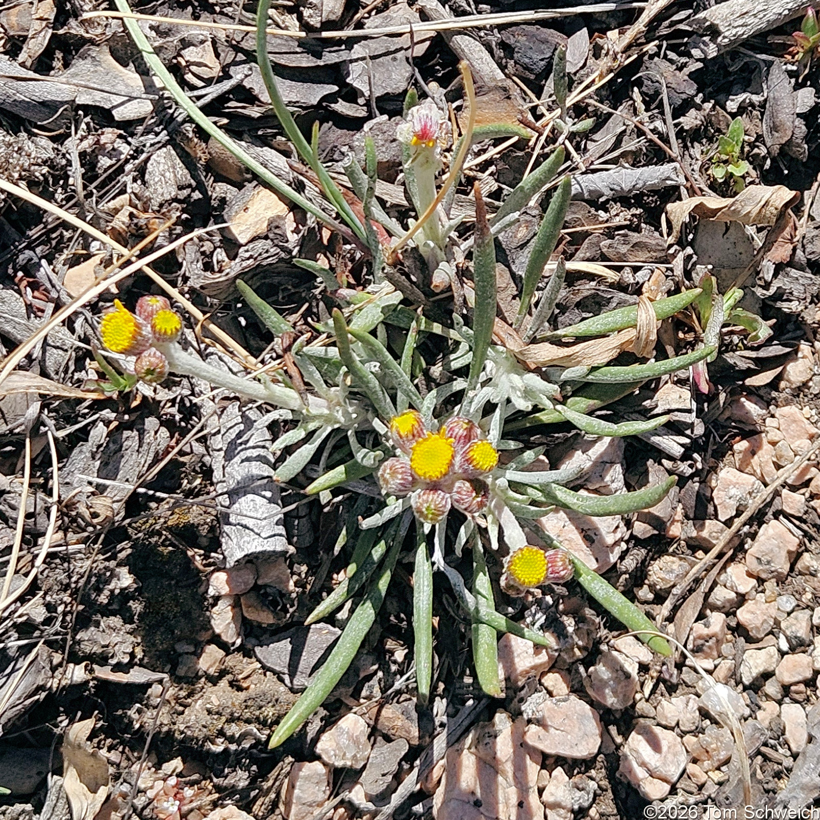 Asteraceae, Packera werneriifolia