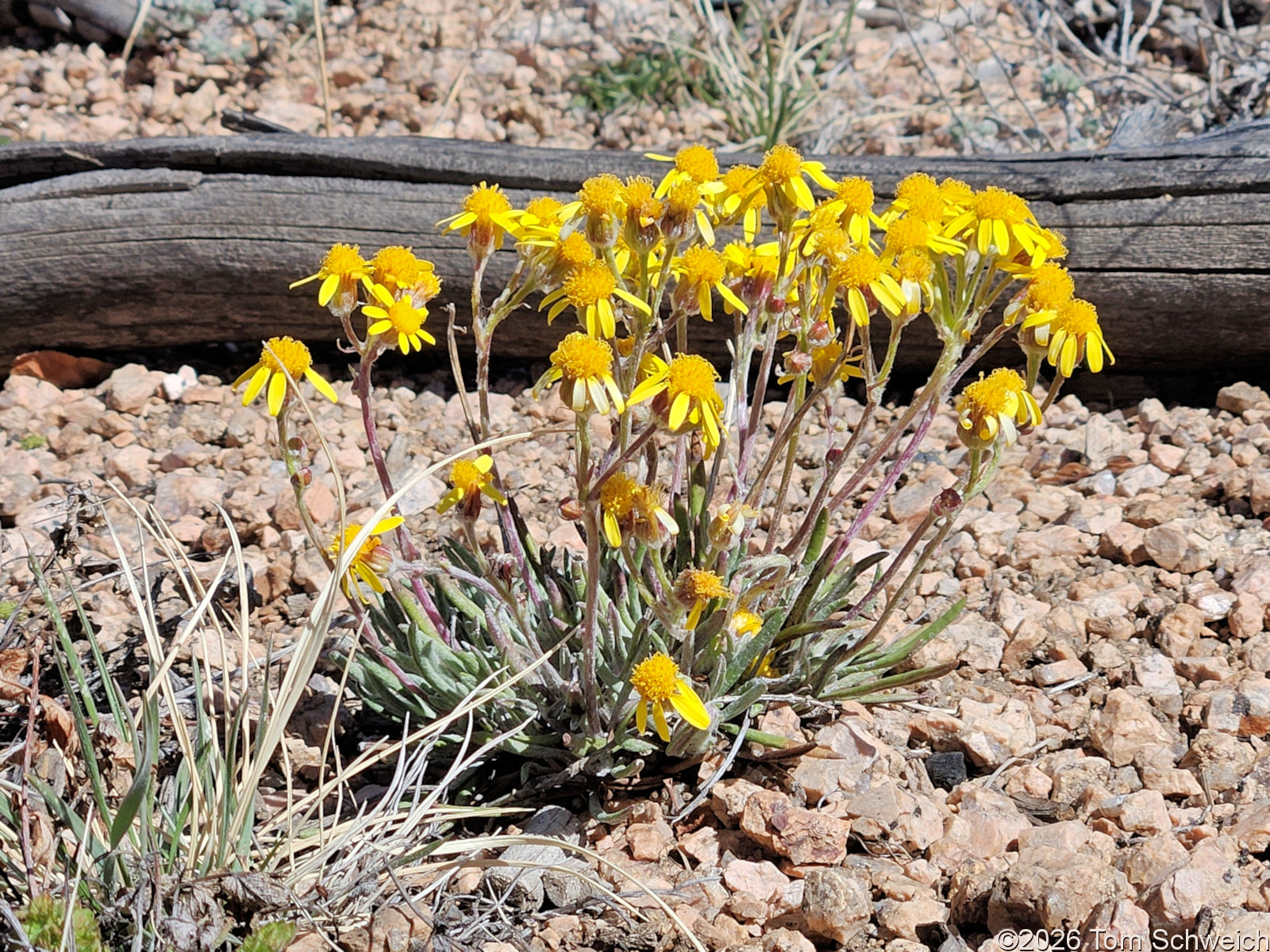 Asteraceae, Packera werneriifolia