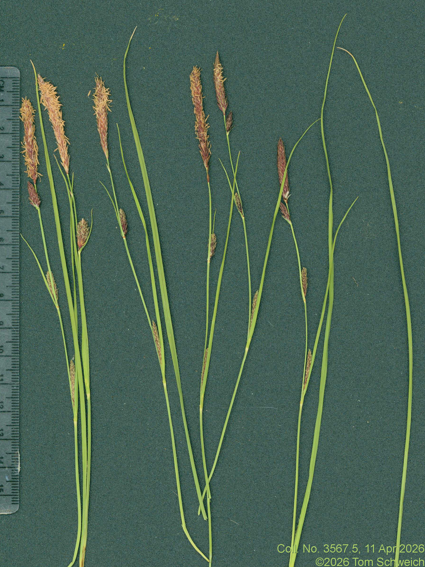 Cyerpaceae, Carex pellita