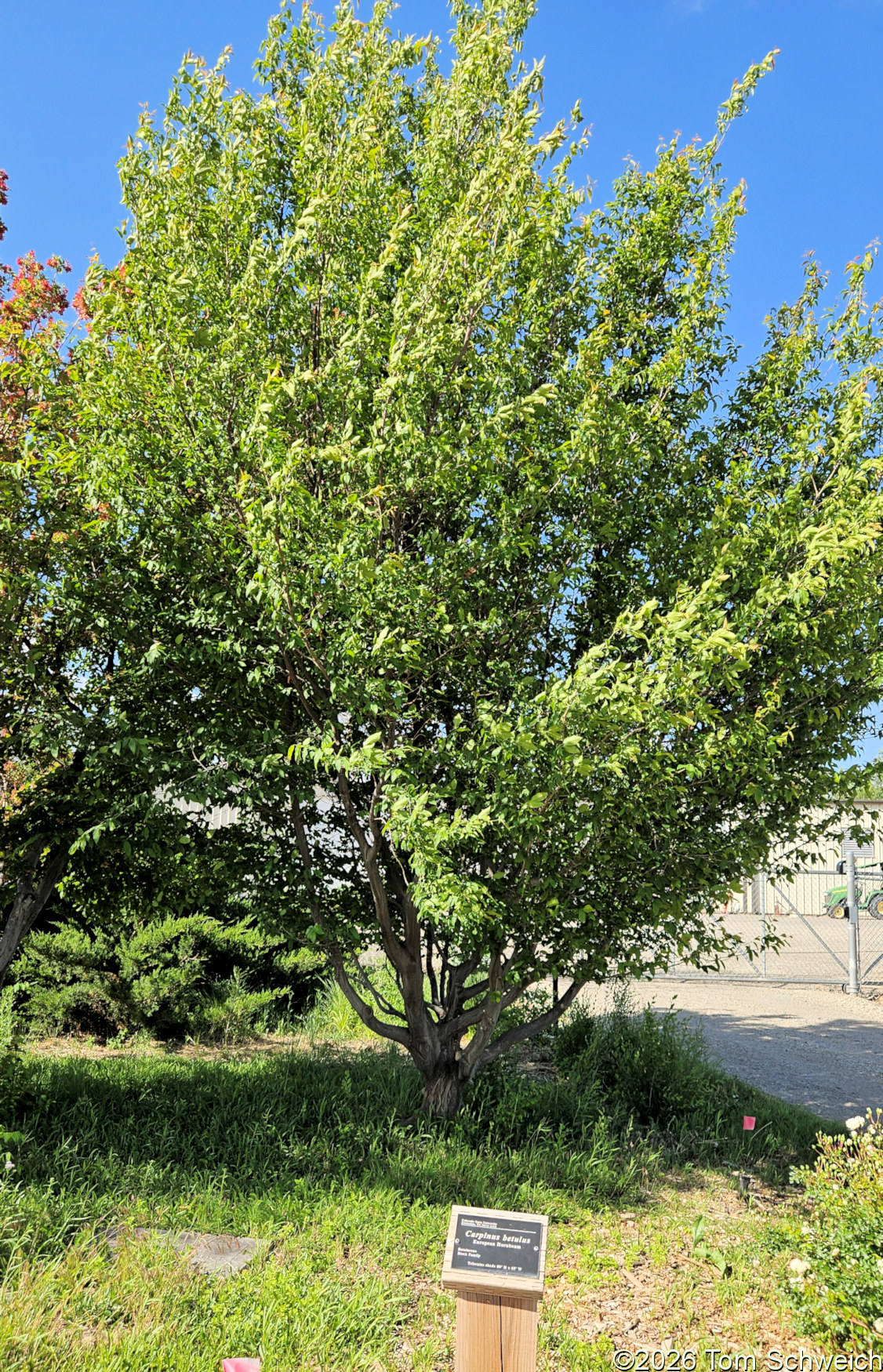 Betulaceae, Carpinus betulus