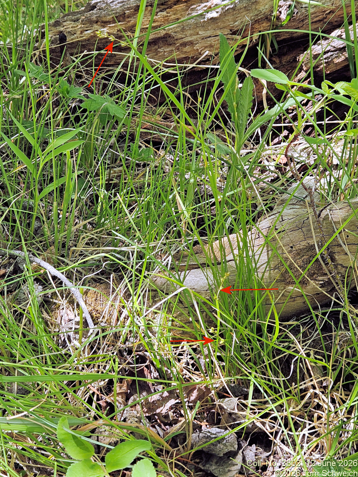 Cyperaeae, Carex leptalea