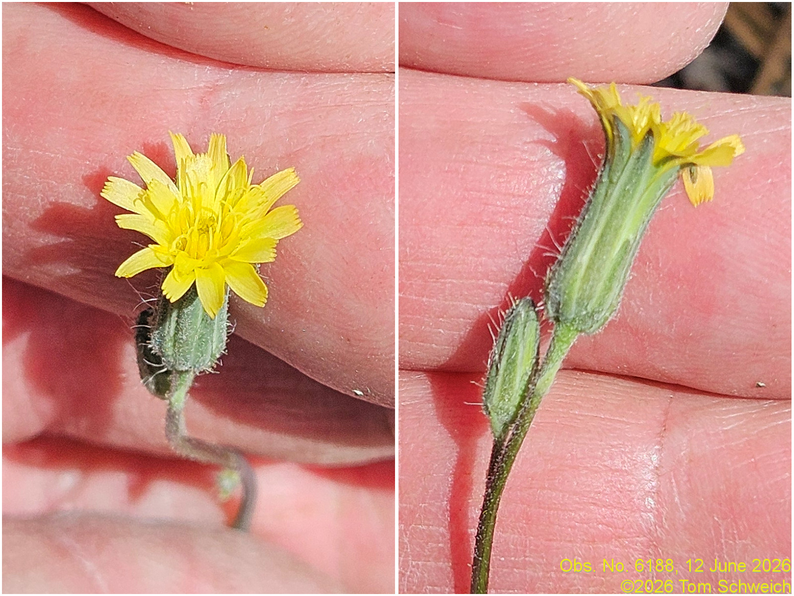Asteraceae, Hieracium fendleri