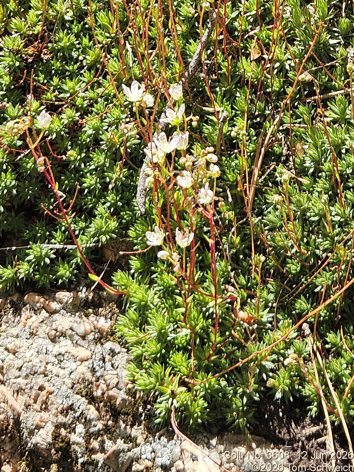 Saxifragaceae, Saxifraga bronchialis austromontana