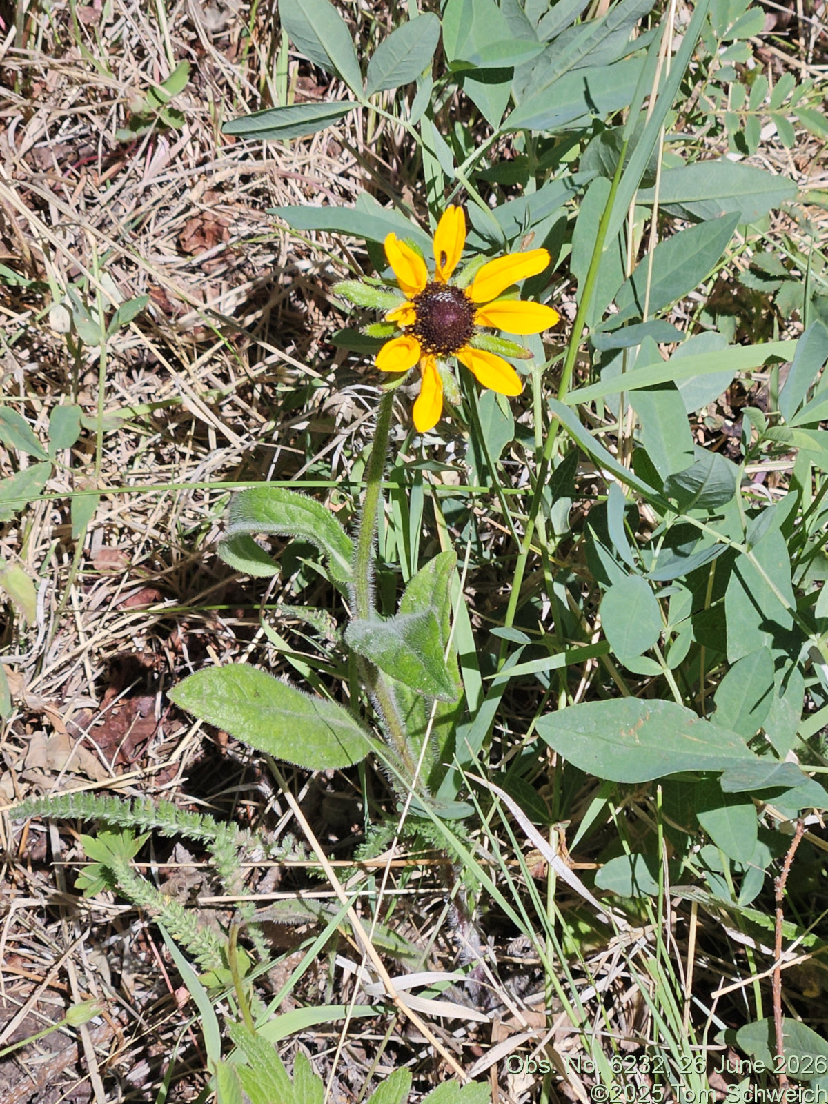 Asteraceae, Rudbeckia hirta pulchellum