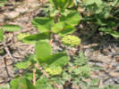 Full Size Image