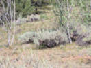 Full Size Image