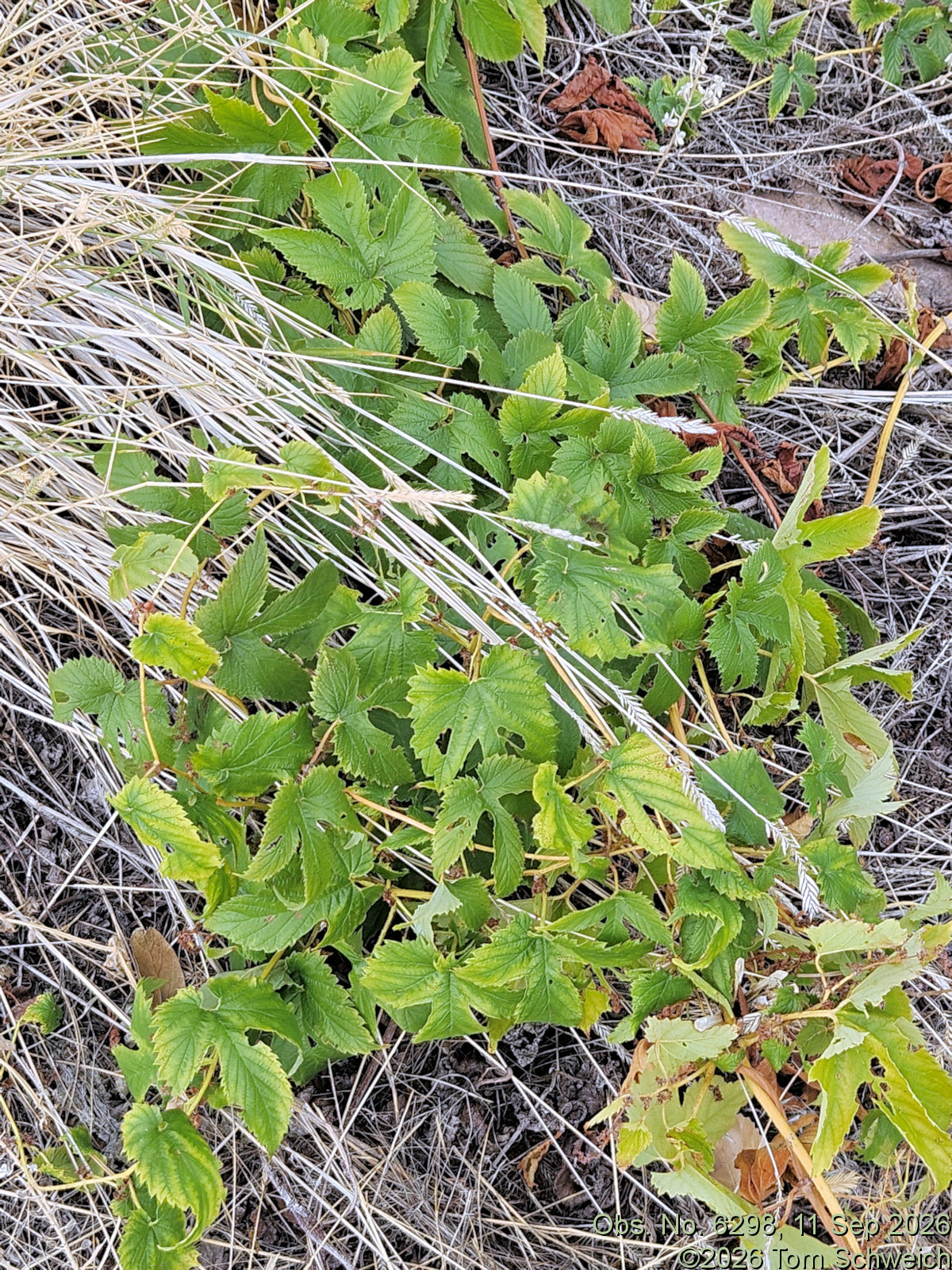 Cannabaceae, Humulus lupulus