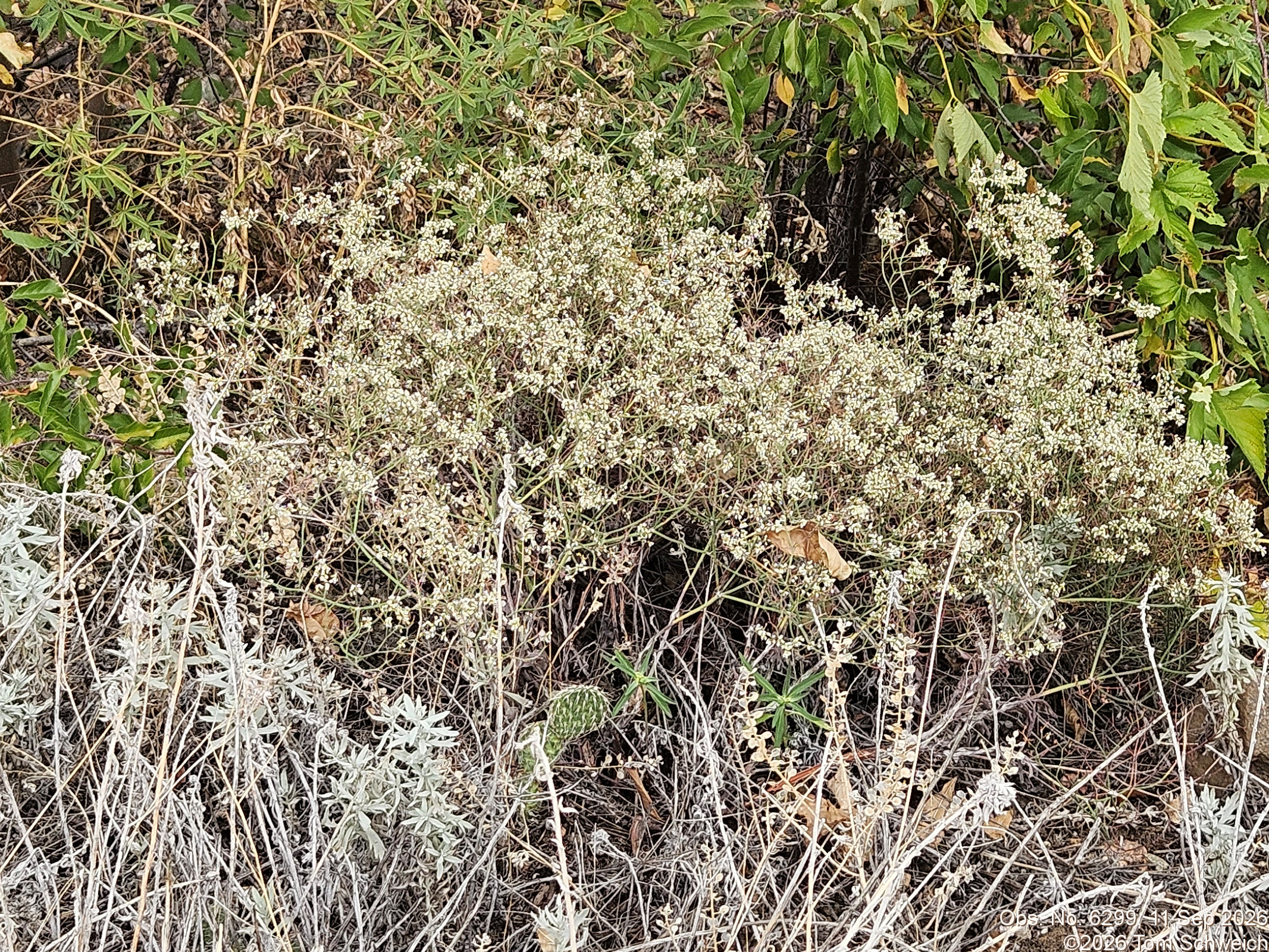 Polygonaceae, Eriogonum effusum