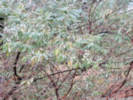 Full Size Image