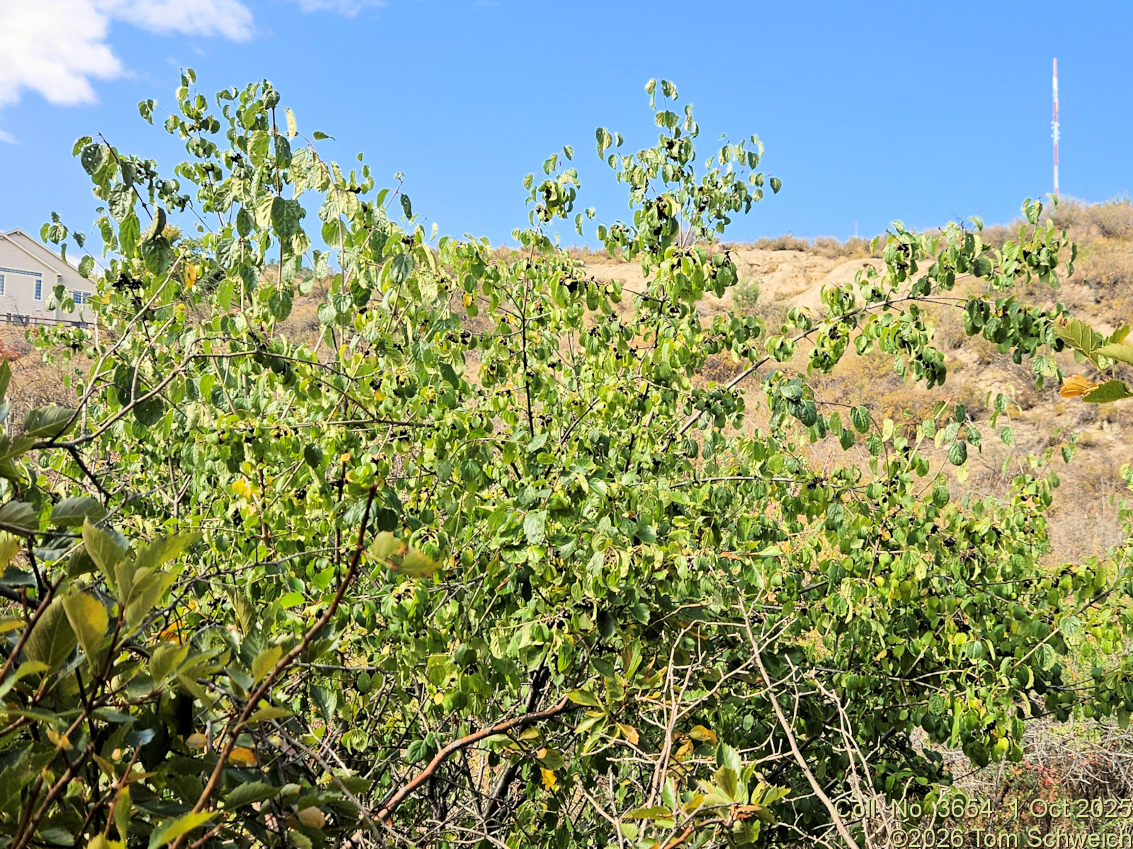Rhamnaceae, Rhamnus cathartica