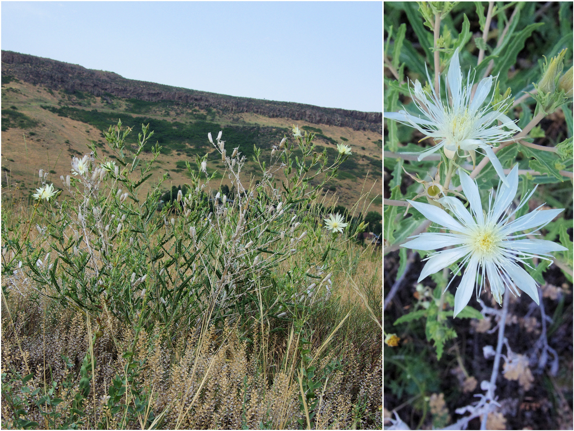 Loasaceae, Mentzelia nuda