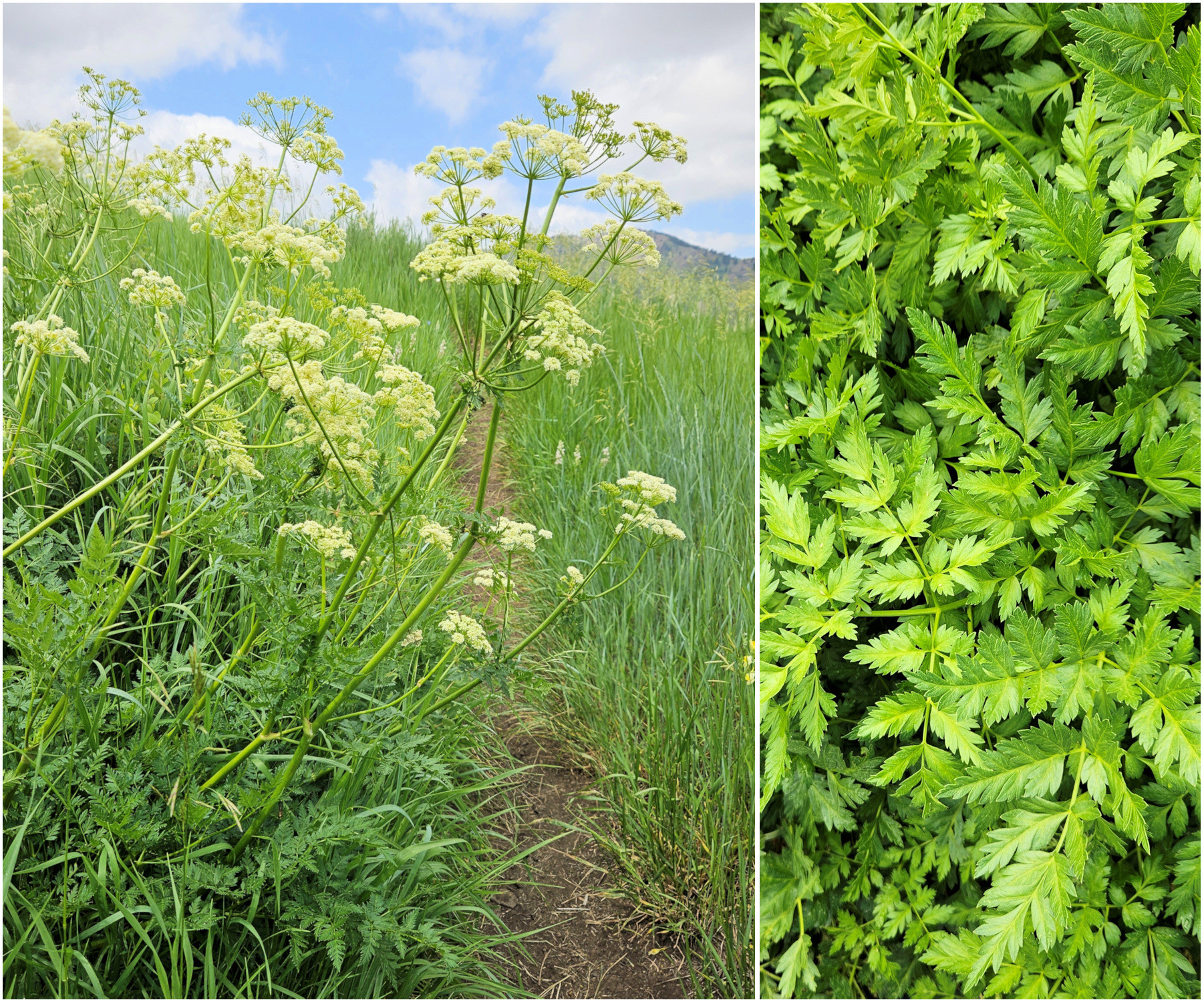 Apiaceae, Ligusticum porteri