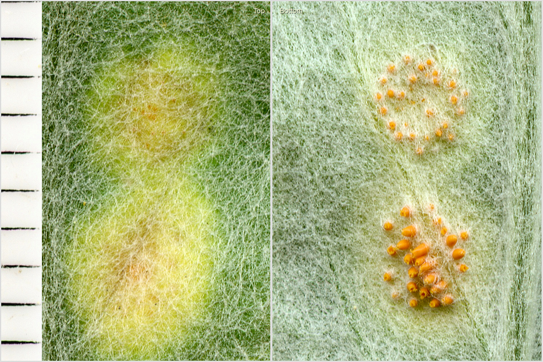 Asteraceae, Artemisia ludoviciana