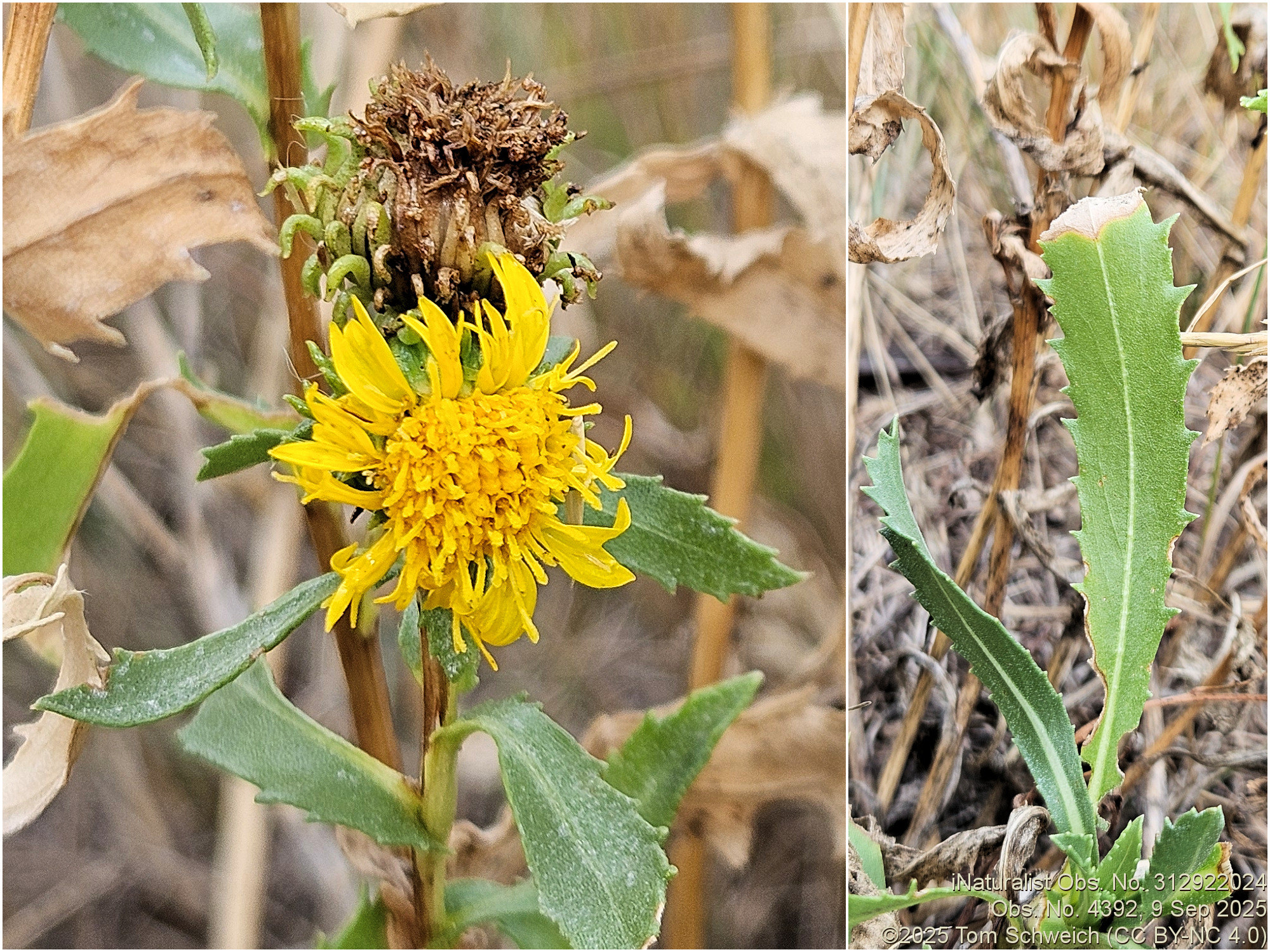 Asteraceae, Grindelia subalpina