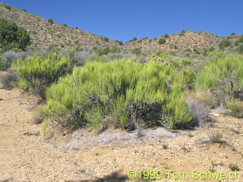 <I>Ephedra viridis</I> in Wild Horse Canyon.