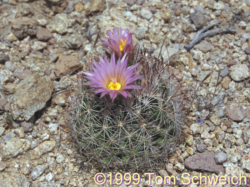 <I>Escobaria vivipara</I> near Lobo Point.