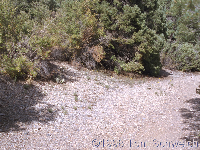 Habitat for <I>Frasera albomarginata</I> along NV SR 158 -- Deer Creek Highway.