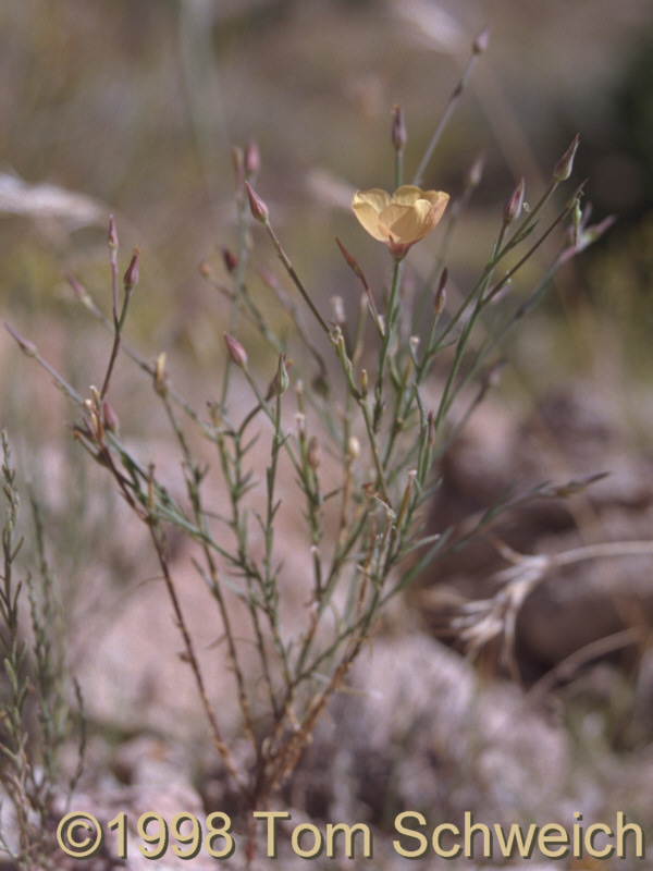 Hairy Flax at Pinto Mountain