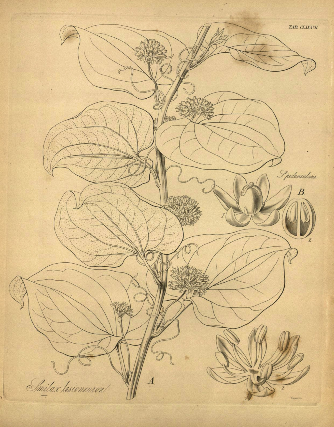 Smilacaceae, Smilax lasioneura