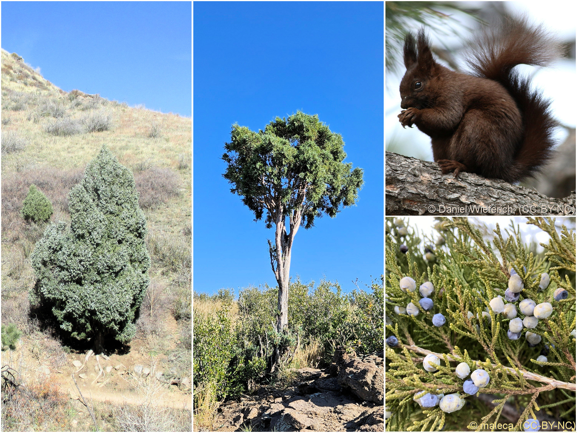 Cupressaceae, Juniperus scopulorum