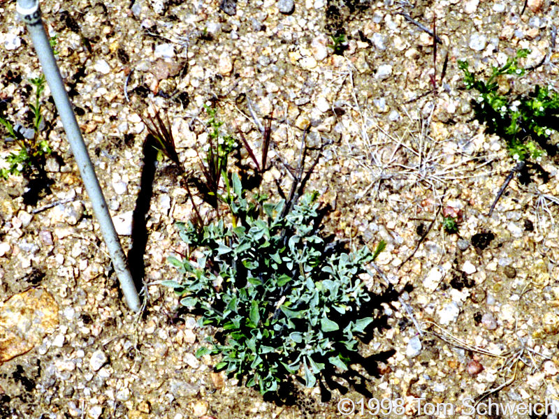 White 40 in April 1998