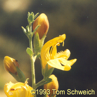 Plantaginaceae Keckiella antirrhinoides