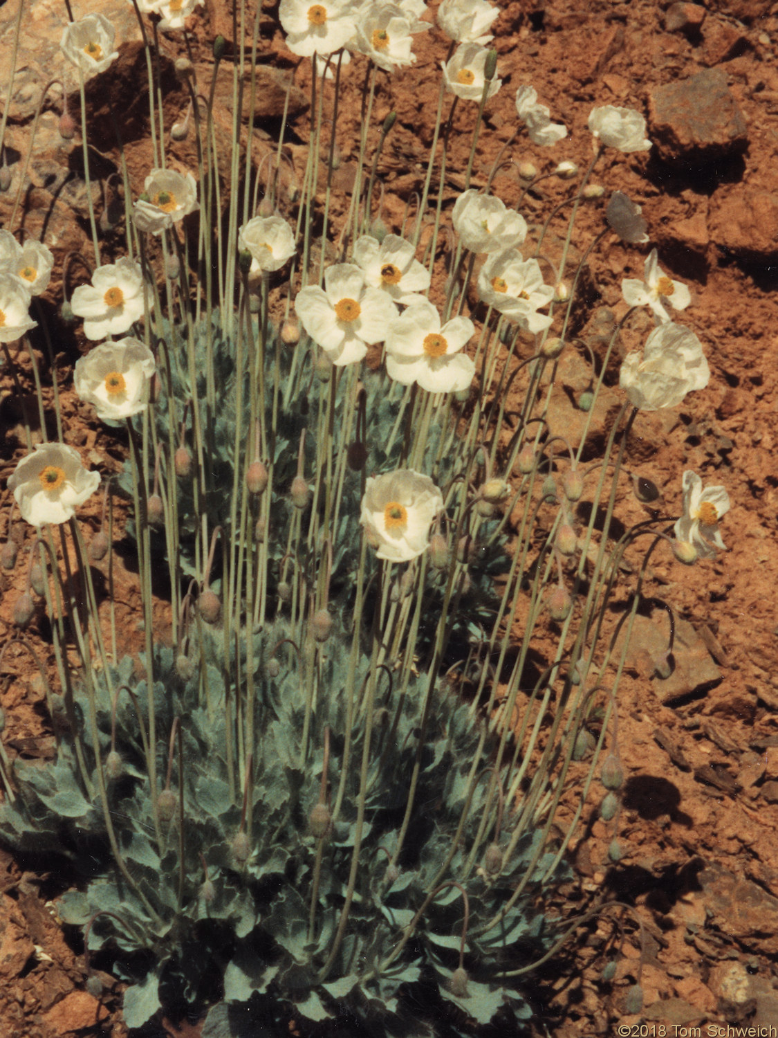 Papaveraceae Arctomecon merriamii