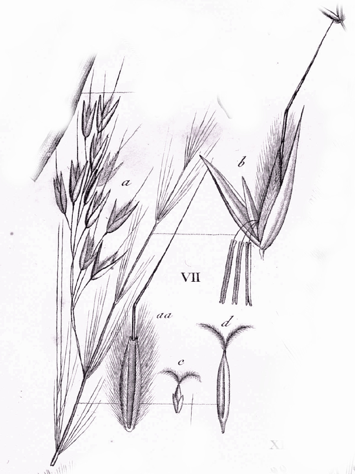 Poaceae, Achnatherum camagrostis