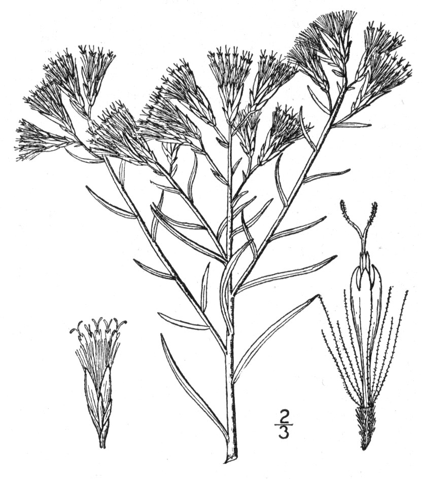 Asteraceae, Ericameria nauseosa