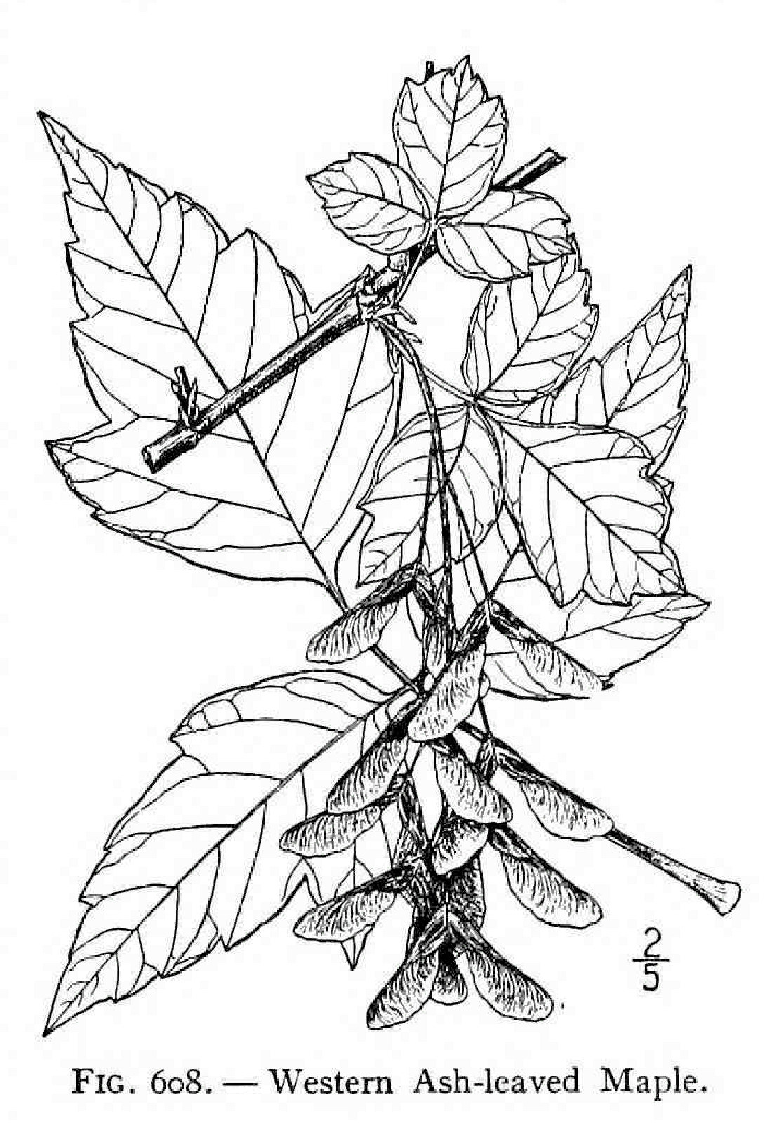 Sapindaceae, Acer negundo