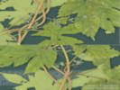 Full Size Image