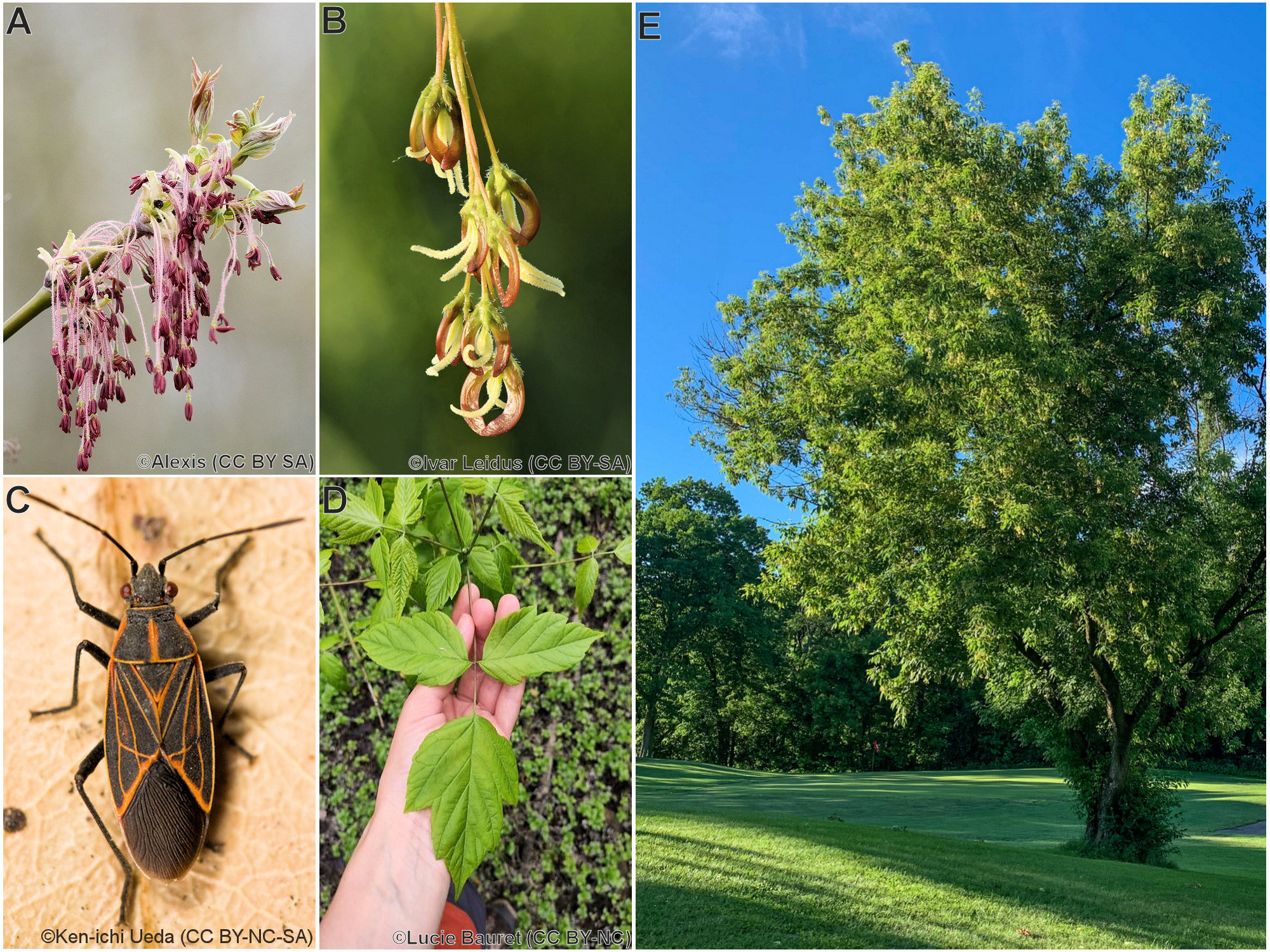 Sapindaceae, Acer negundo