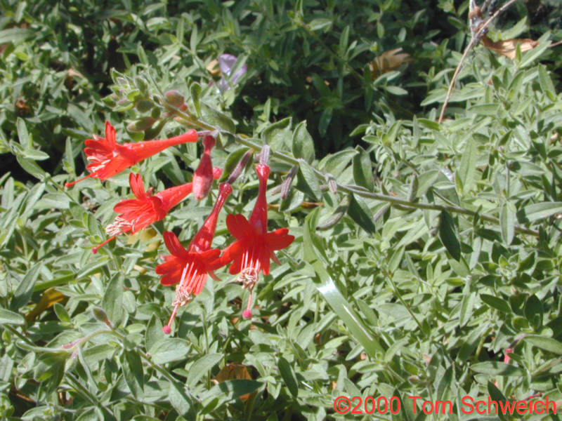 <I>Epilobium canun</I> in my garden.
