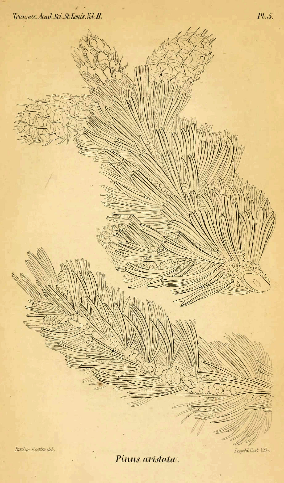 Pinaceae, Pinus aristata