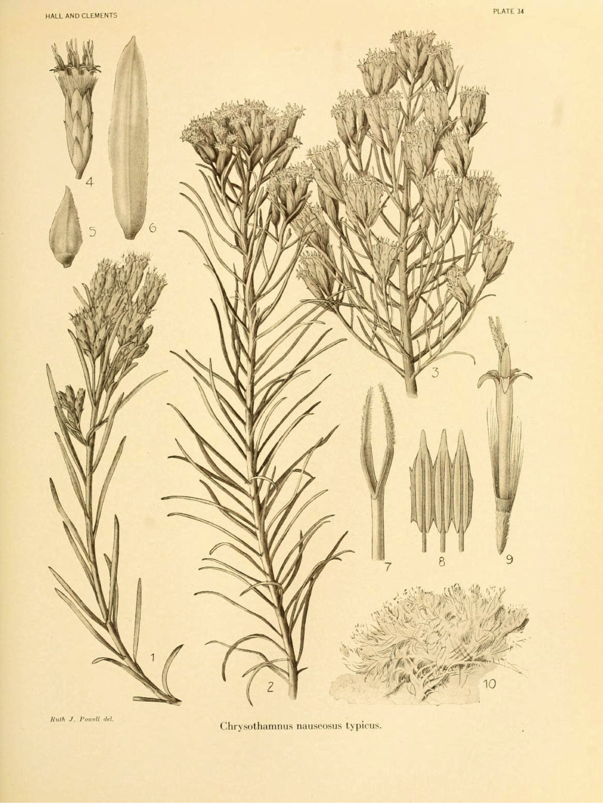 Asteraceae, Ericameria nauseosa nauseosa