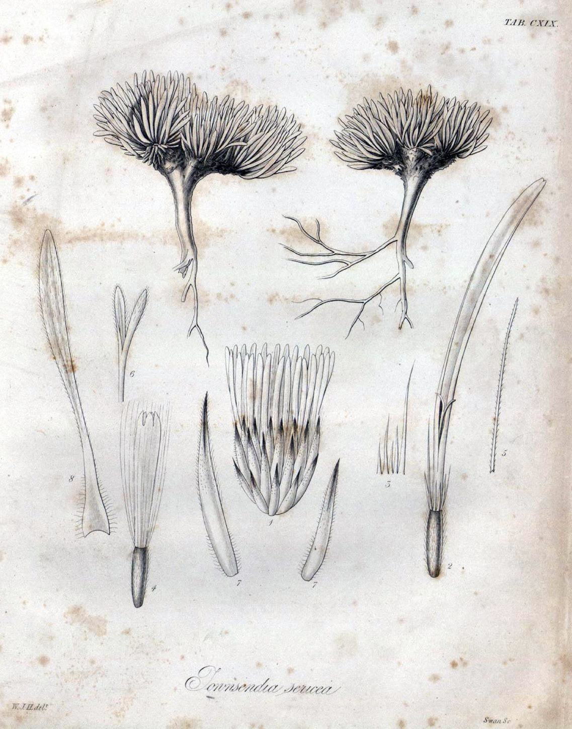Asteraceae, Townsendia exscapa