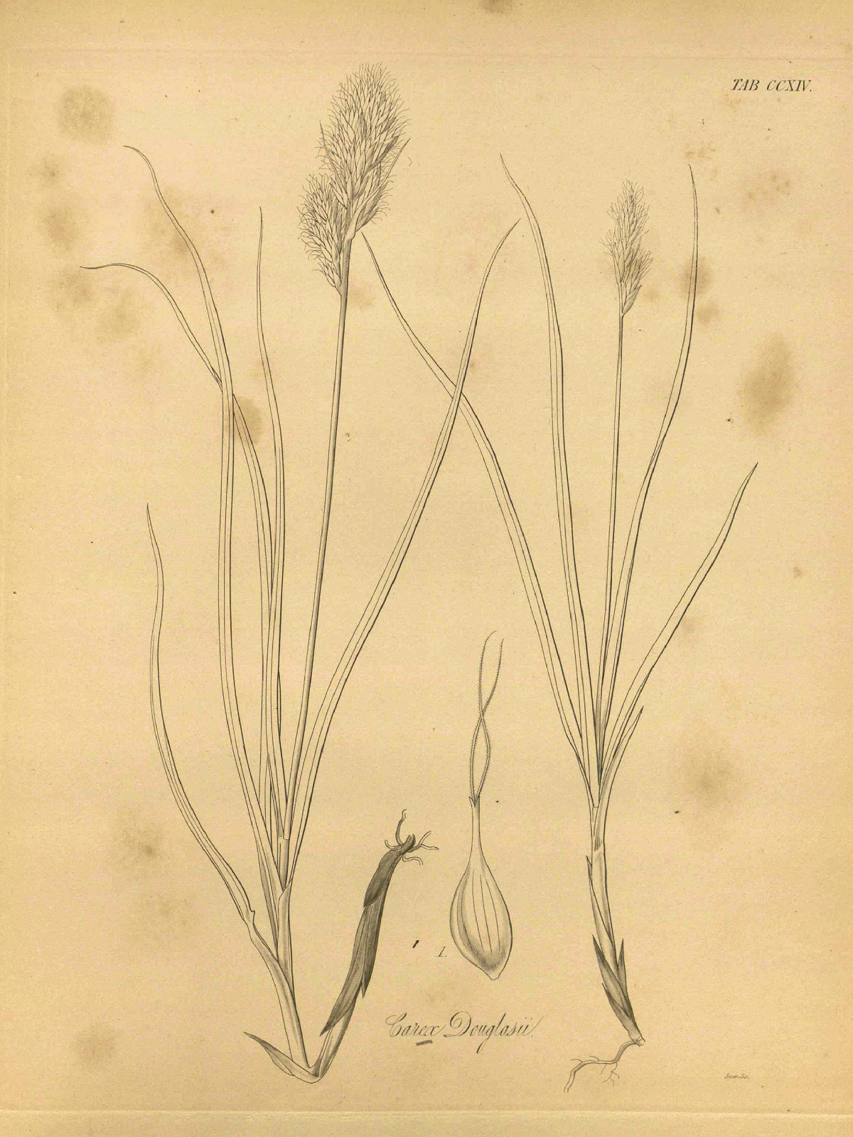Cyperaceae, Carex douglasii