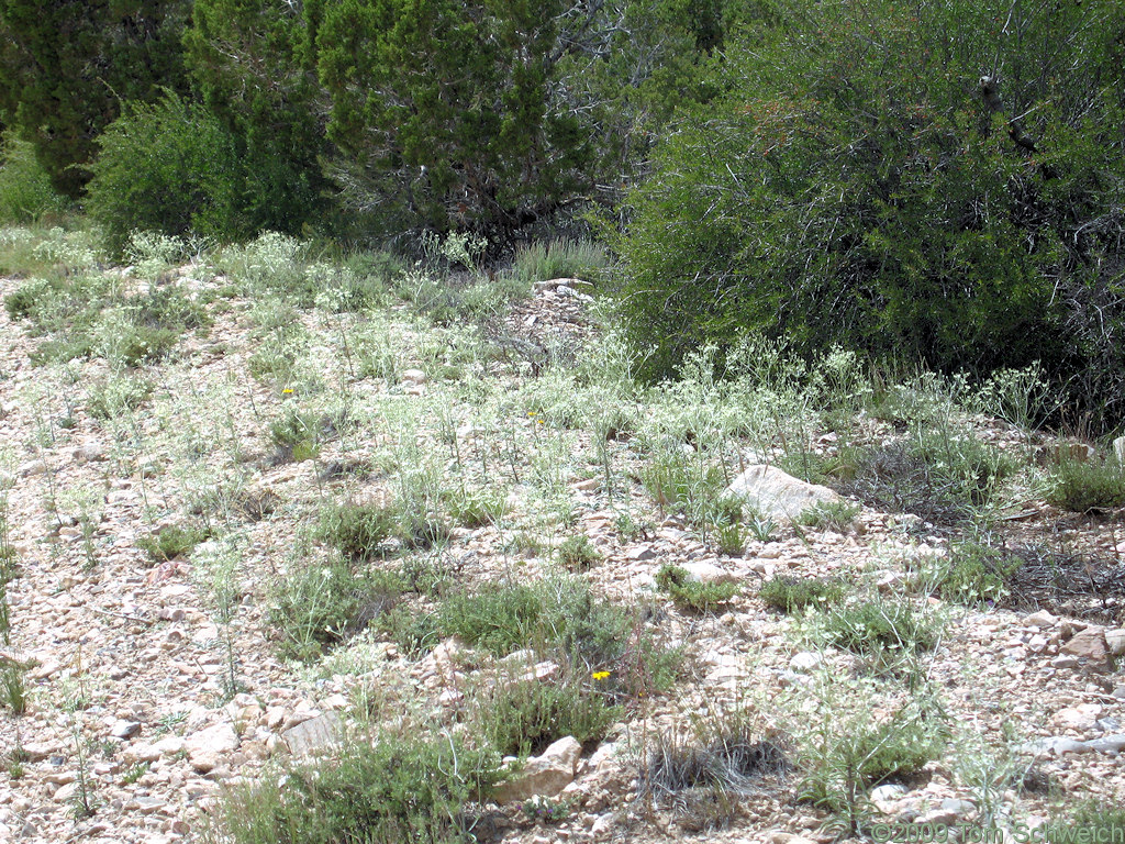 <i>Frasera albomarginata</i>, Silver King Pass, Lincoln County, Nevada
