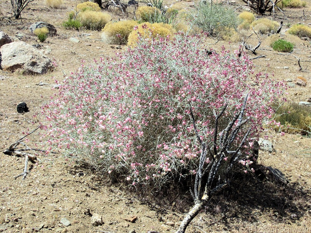 Lamiaceae Salazaria mexicana