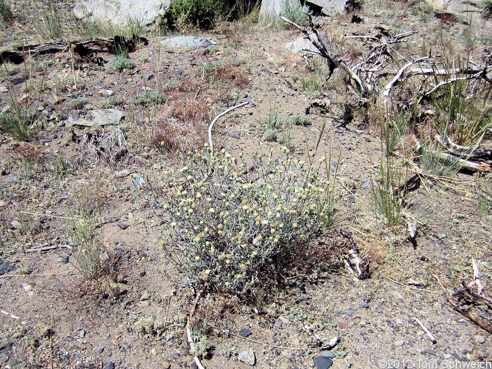 Asteraceae, Chaenactis douglasii douglasii