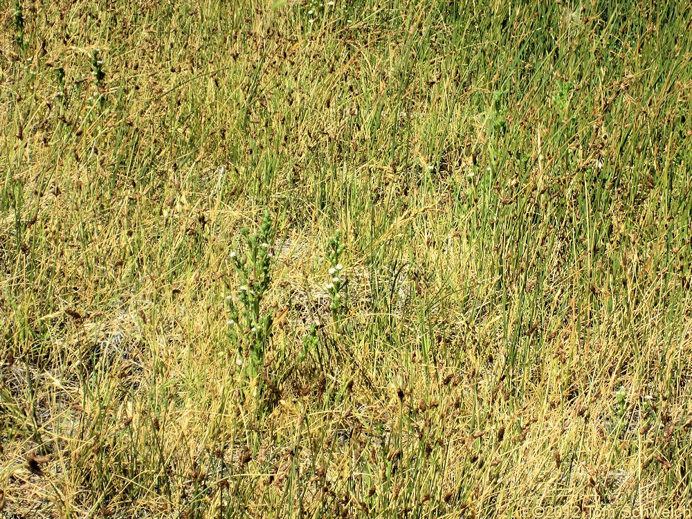 Asteraceae, Symphyotrichum frondosum