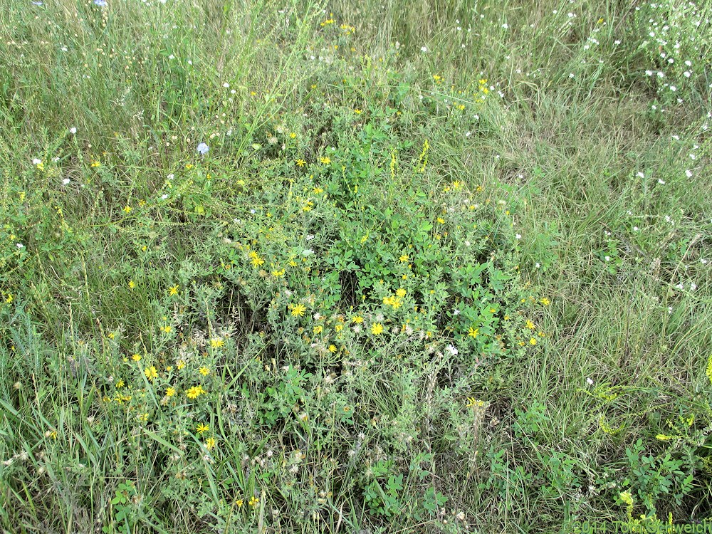 Asteraceae, Heterotheca villosa nana