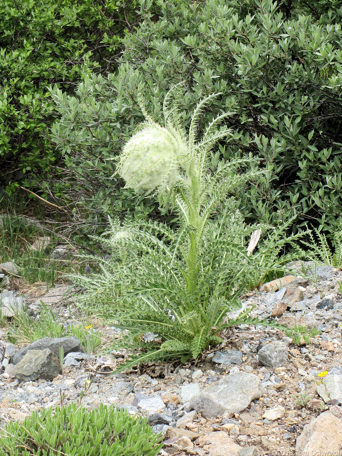 Asteraceae, Cirsium scopulorum