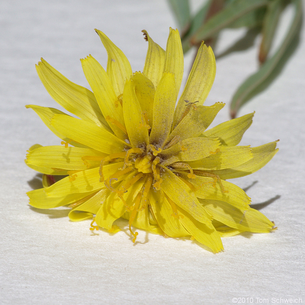 Asteraceae, Agoseris glauca