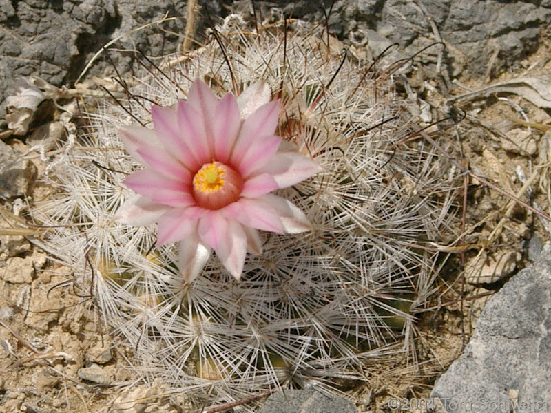 Foxtail cactus (<I>Mammilaria tetrancistra</I>) on limestone outcrop in Mesquite Mountains.