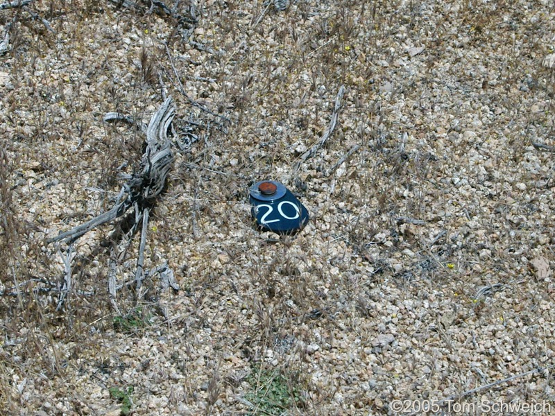 Tag showing location in <i>Salvia dorrii</i> plot.